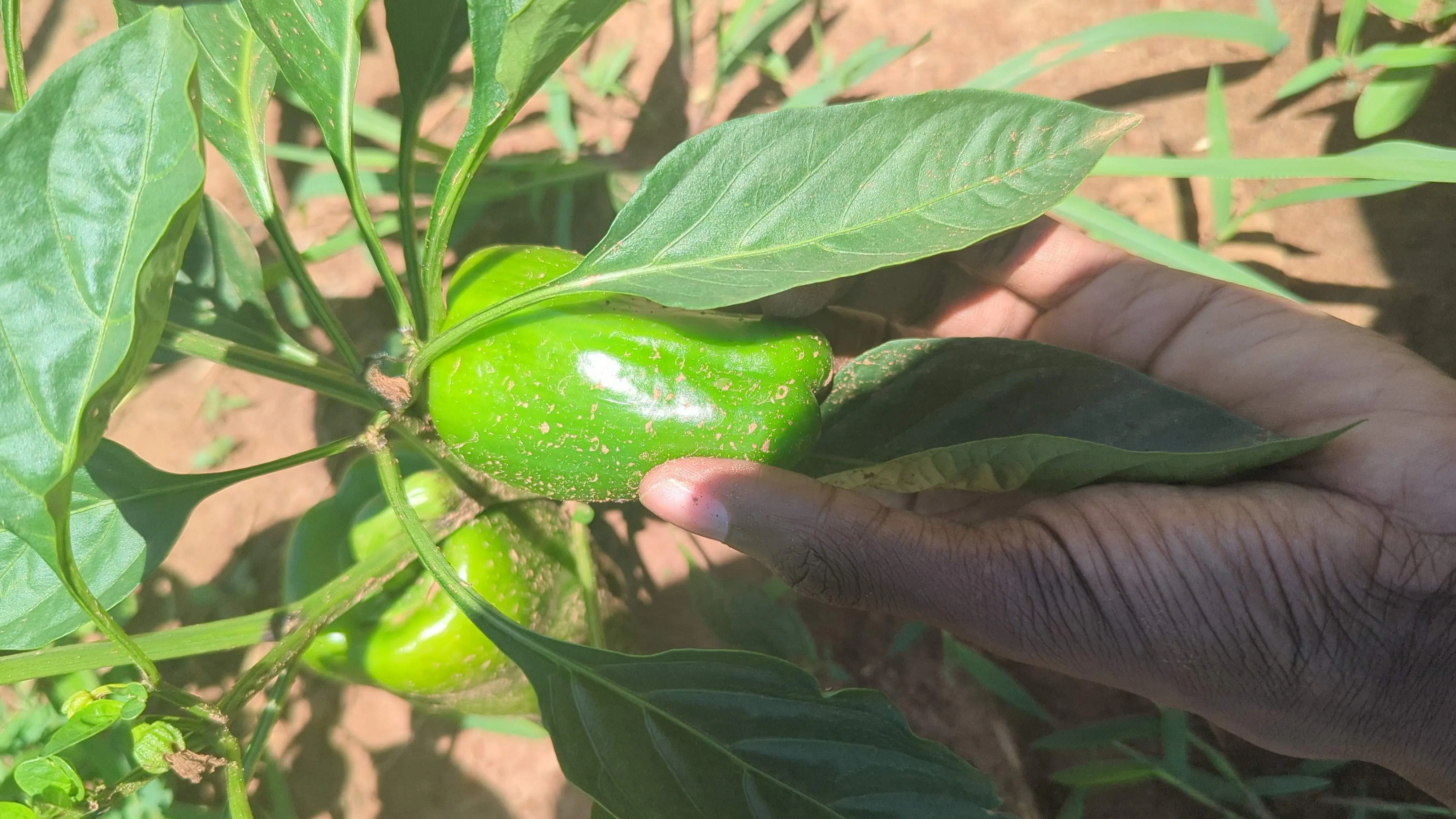 Young green pepper seedlings sprouting in rows