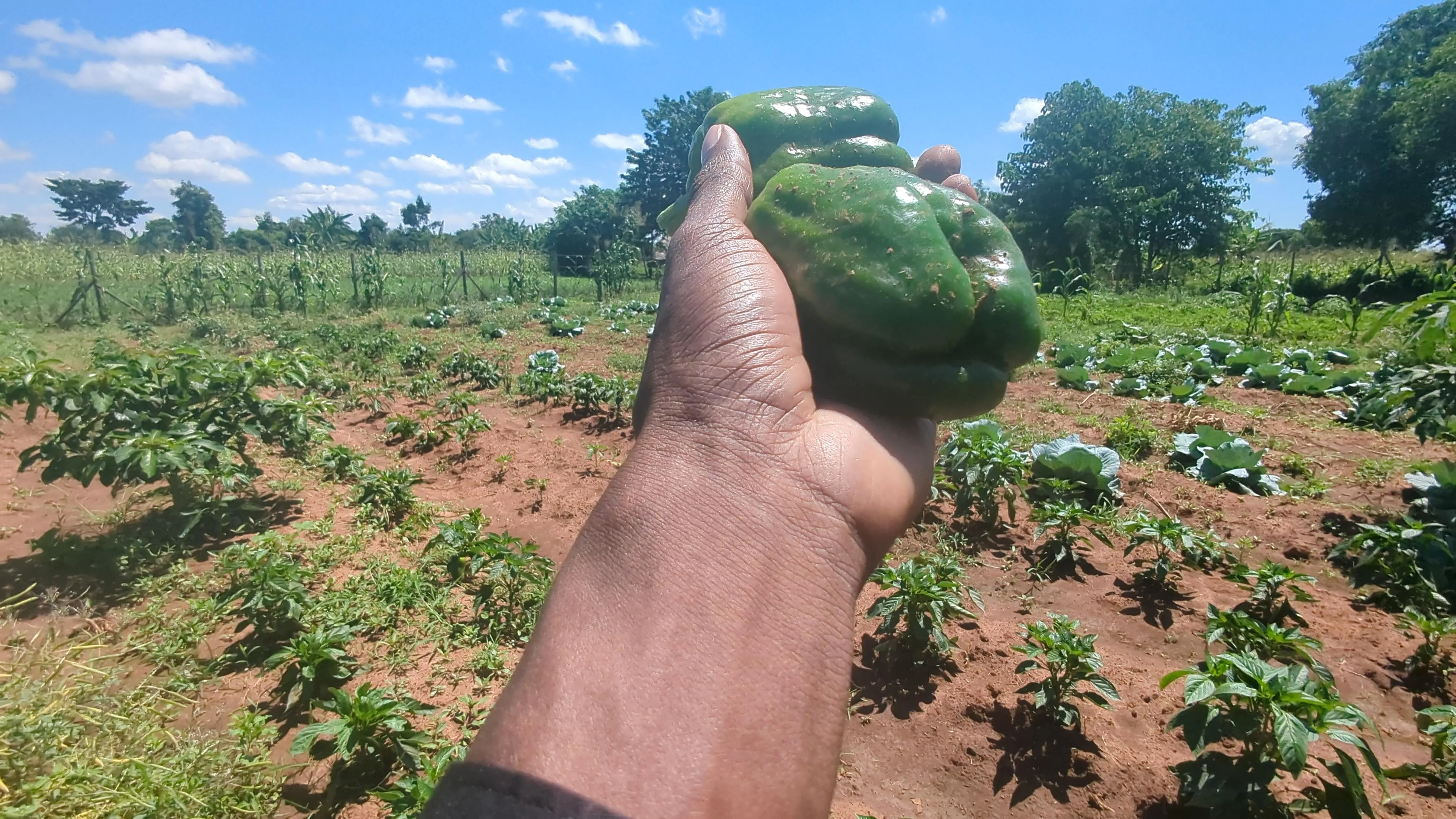 Happy Ugandan Farmer Inspecting Healthy Crops