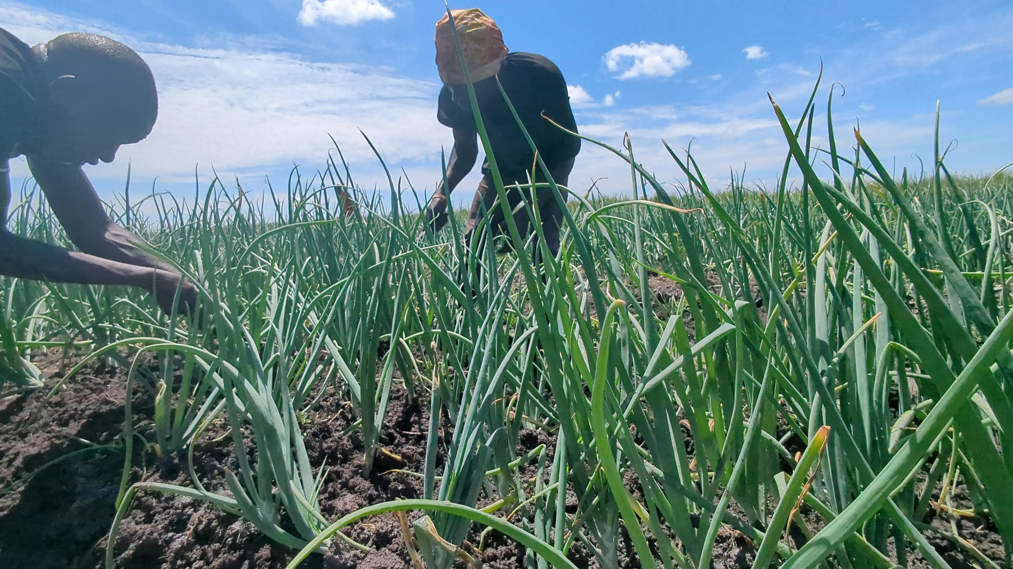 Maize planting season