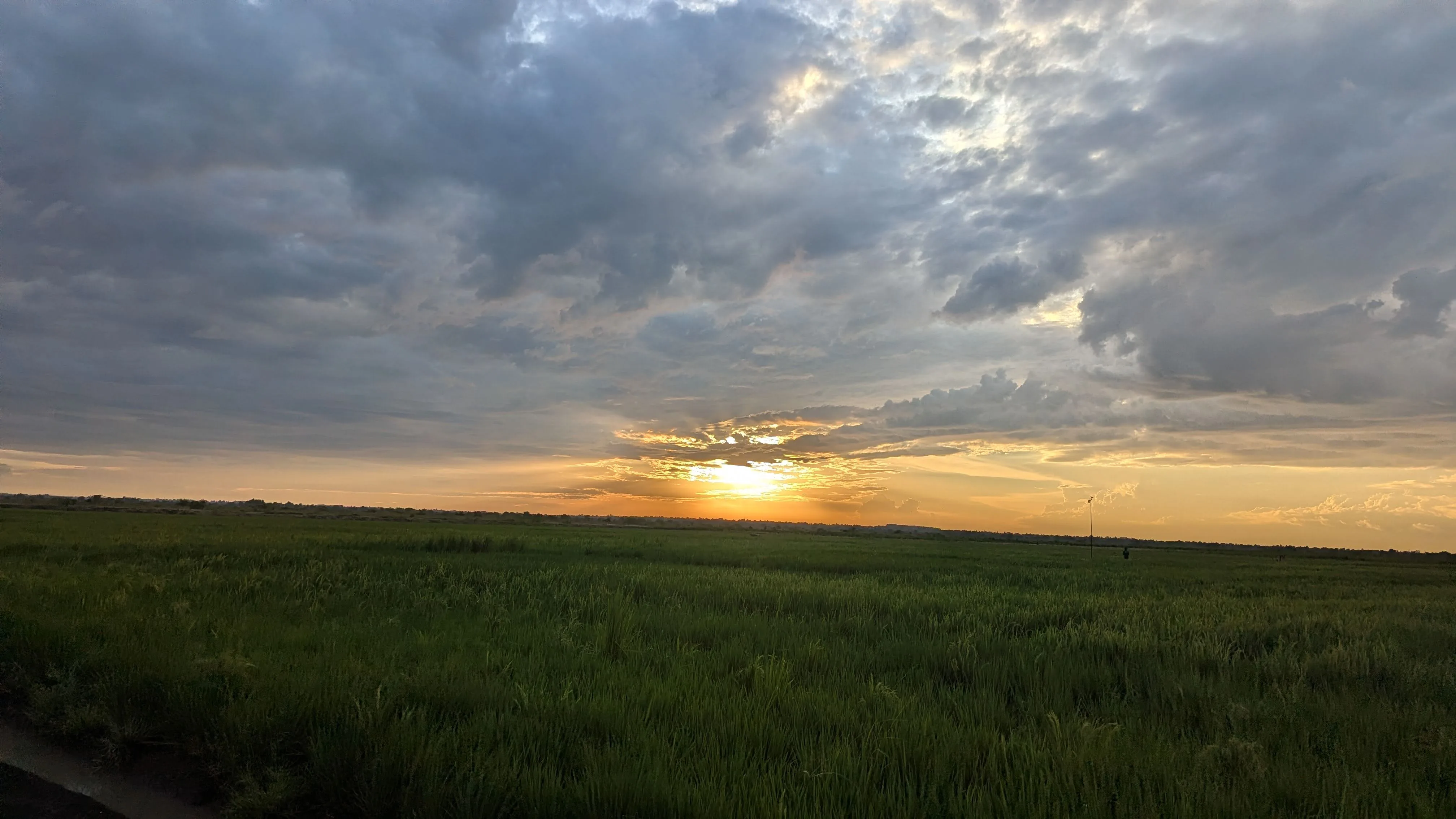 Upland rice garden fields