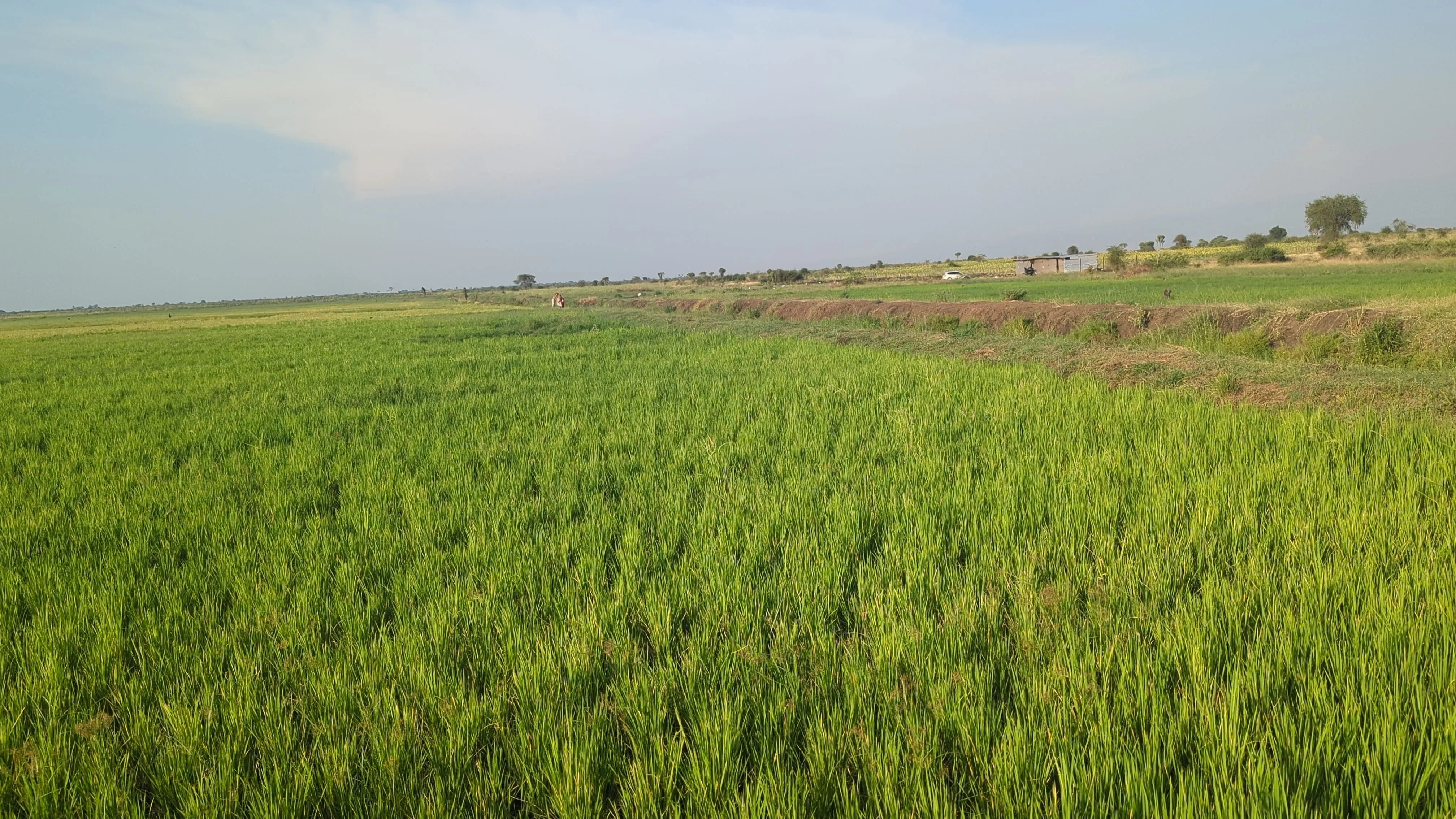 Post-harvest rice grains drying under the sun